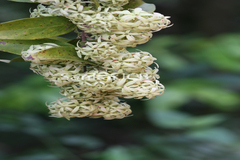 Calycopteris floribunda